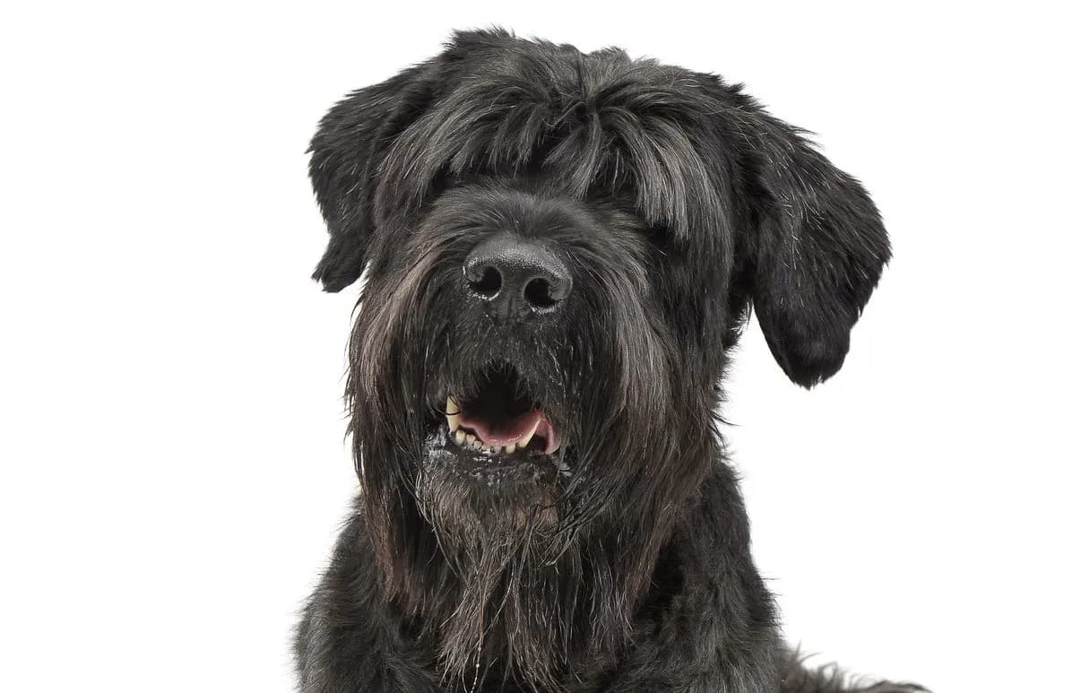 Schwarze Russische Terrier-Welpen: Ihr einzigartiges Temperament und ihre Bedürfnisse verstehen