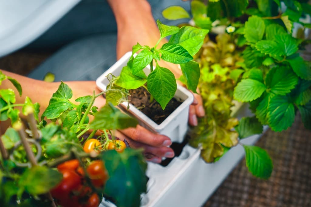 Nachhaltiger Indoor-Garten: Kreative Ideen für den Anbau drinnen