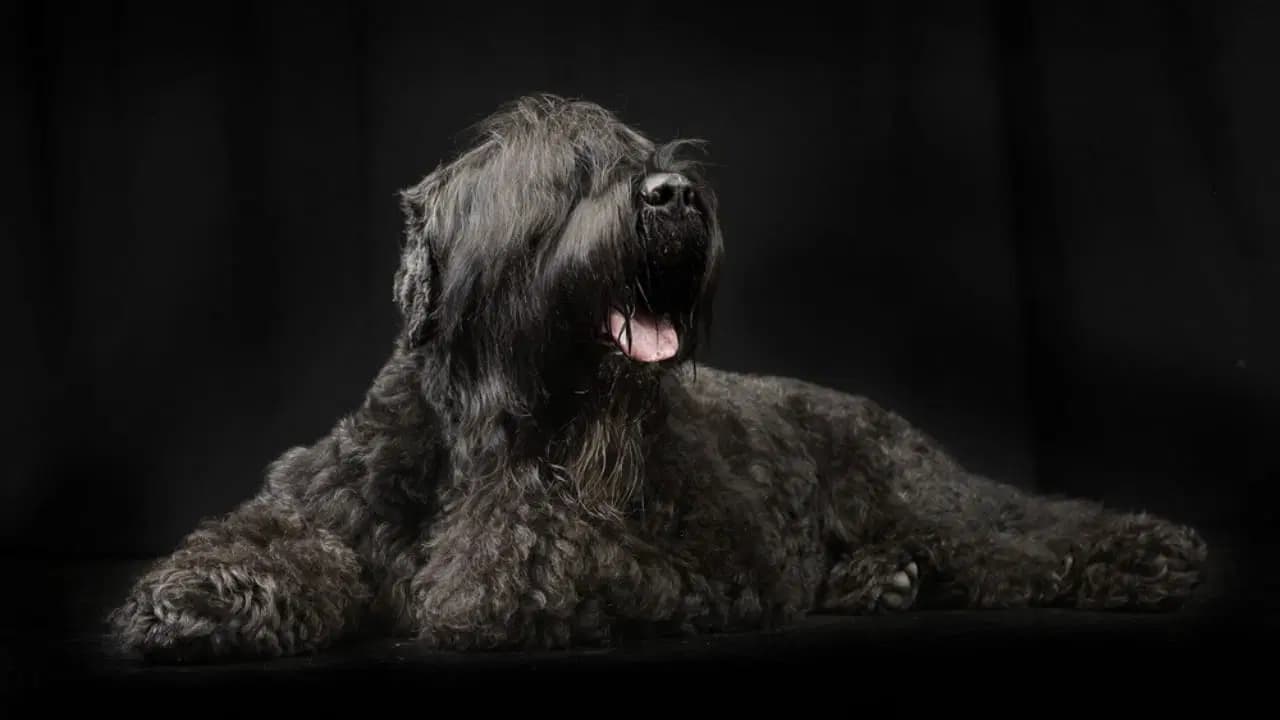 Erziehung des Schwarzer Russischer Terriers: Was Sie wissen müssen