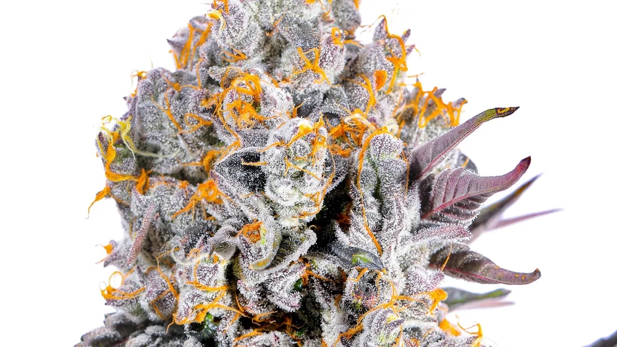 Gras online liefern lassen in Deutschland: Der einfache Weg zu legalem Cannabis