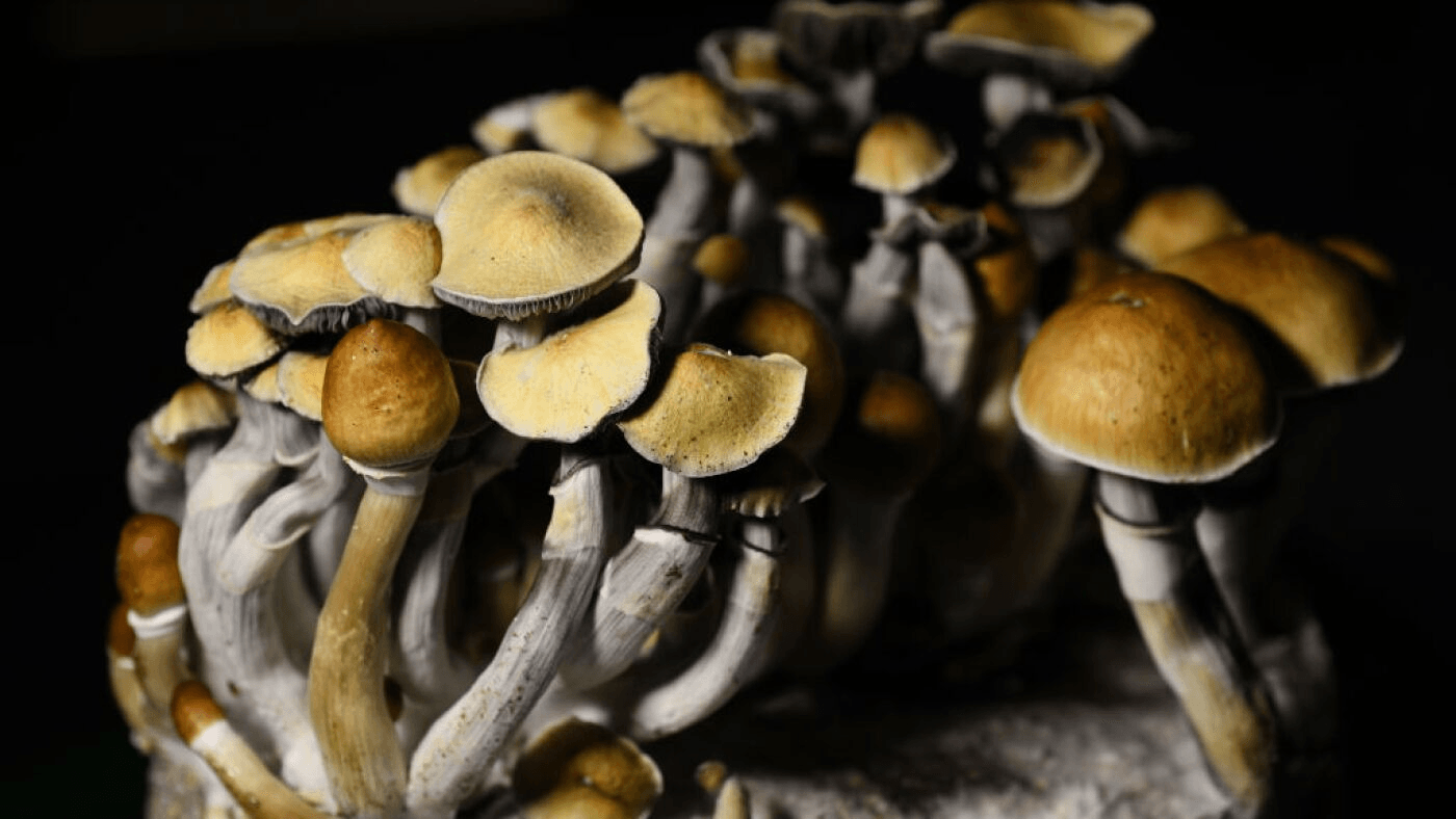 Magic Mushrooms Kaufen für spirituelle Entdeckungen: Wie DMT-Trip Ihnen hilft, hochwertige Pilze in einem sicheren und legalen Rahmen zu erhalten