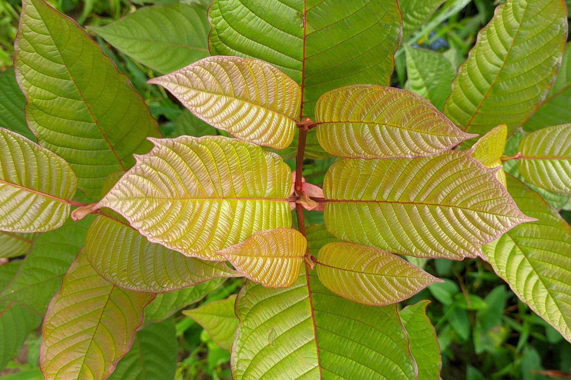 Willkommen bei Ihrem Kratom-Spezialisten! Kaufen oder bestellen Sie hochwertiges Kratom in Deutschland und Österreich in unserem erstklassigen Online-Shop