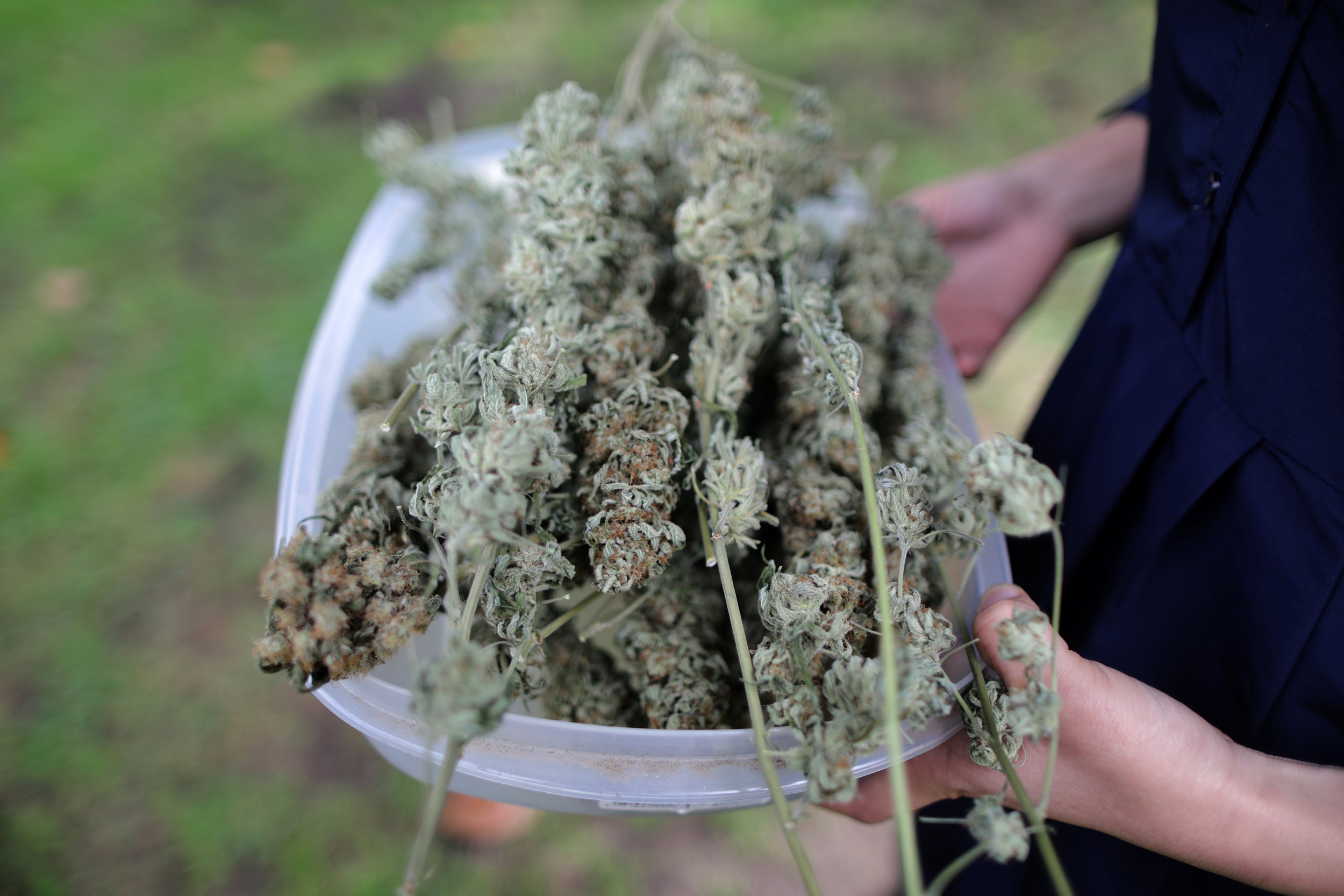 Warum Cannapot führend bei Marihuanasamen in Europa ist