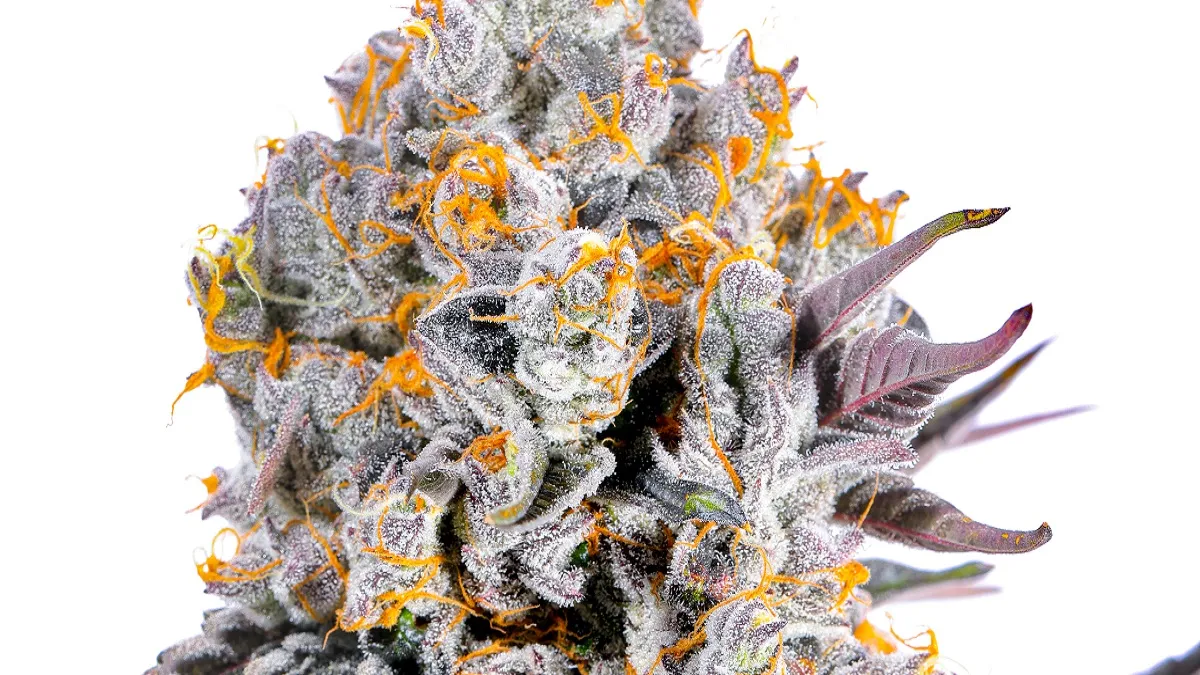 Gras online liefern lassen in Deutschland: Der einfache Weg zu legalem Cannabis