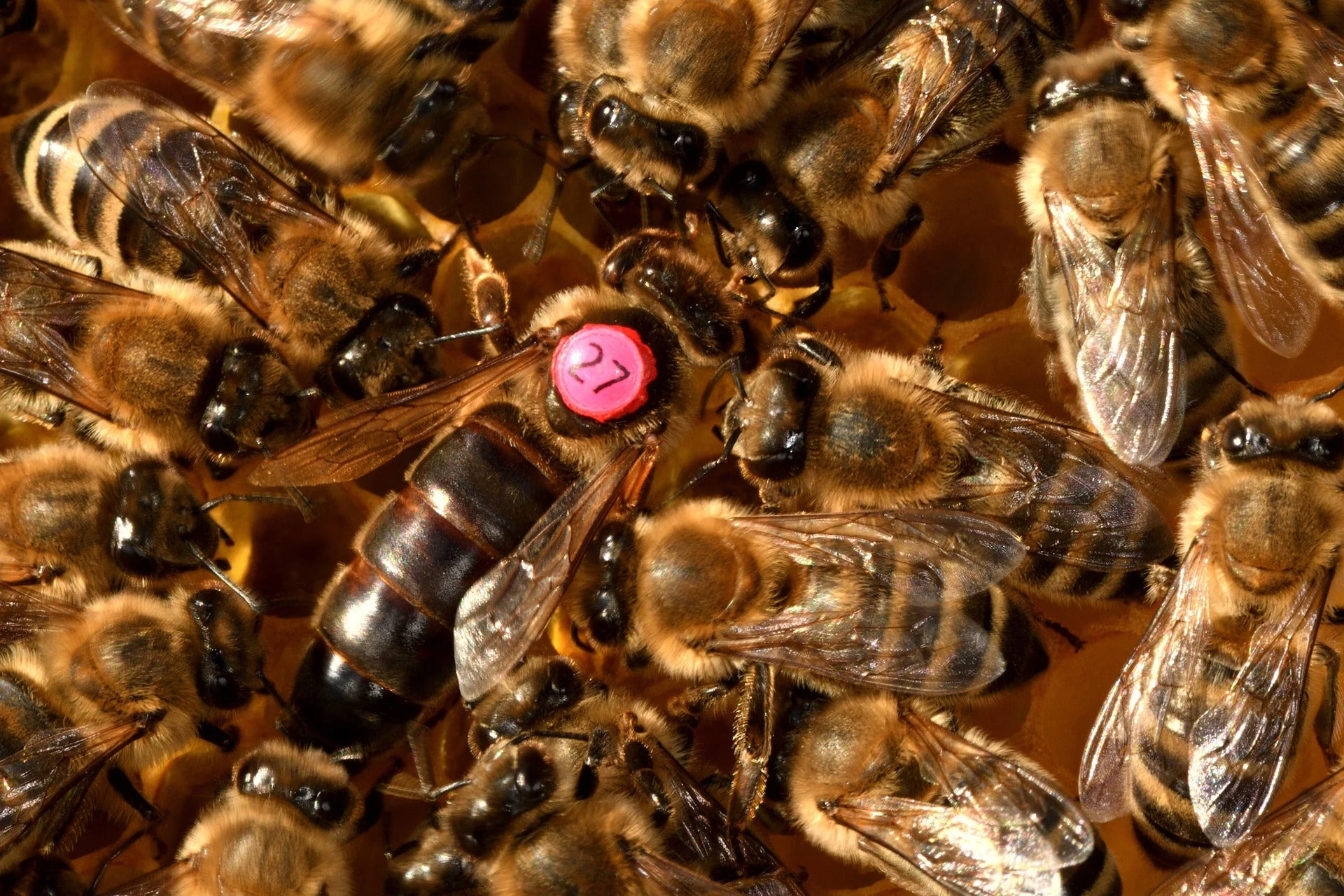 Gesundheit von innen und außen: Die ganzheitliche Wirkung von Bienenprodukten