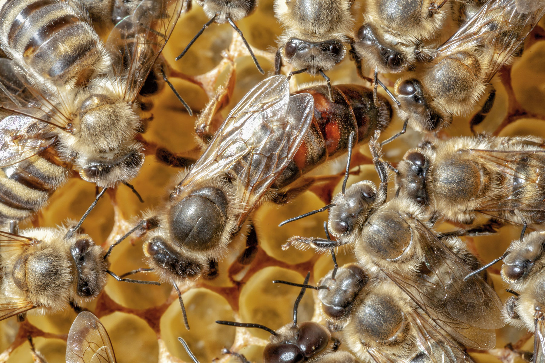 Gesundheit von innen und außen: Die ganzheitliche Wirkung von Bienenprodukten