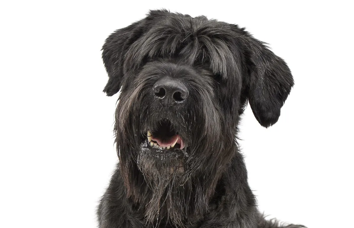 Schwarze Russische Terrier-Welpen: Ihr einzigartiges Temperament und ihre Bedürfnisse verstehen