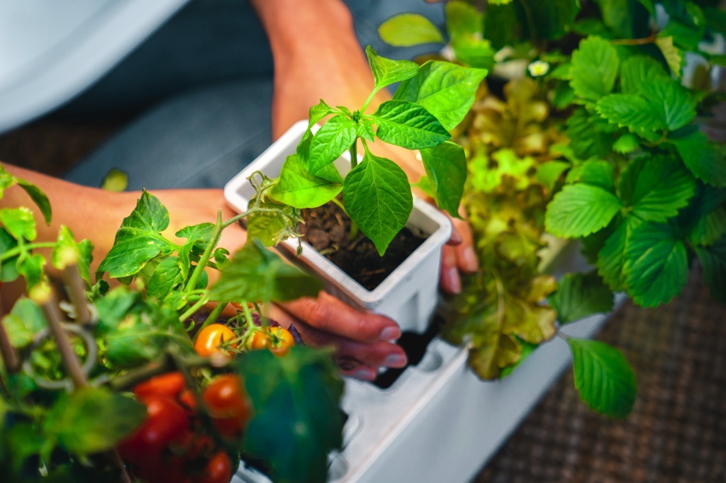 Nachhaltiger Indoor-Garten: Kreative Ideen für den Anbau drinnen