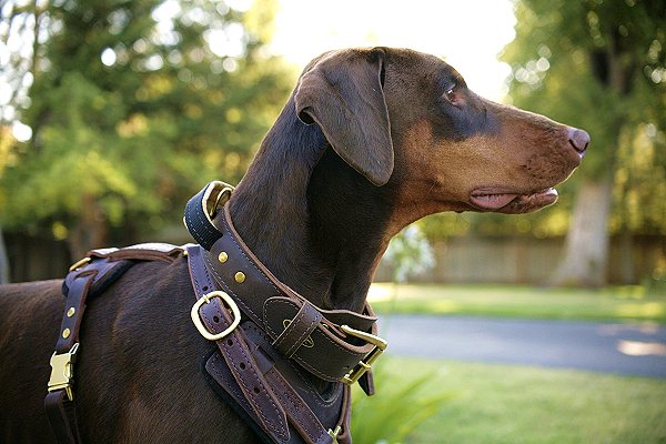 Hochwertige Hundehalsbänder mit Griff für jeden Geldbeutel