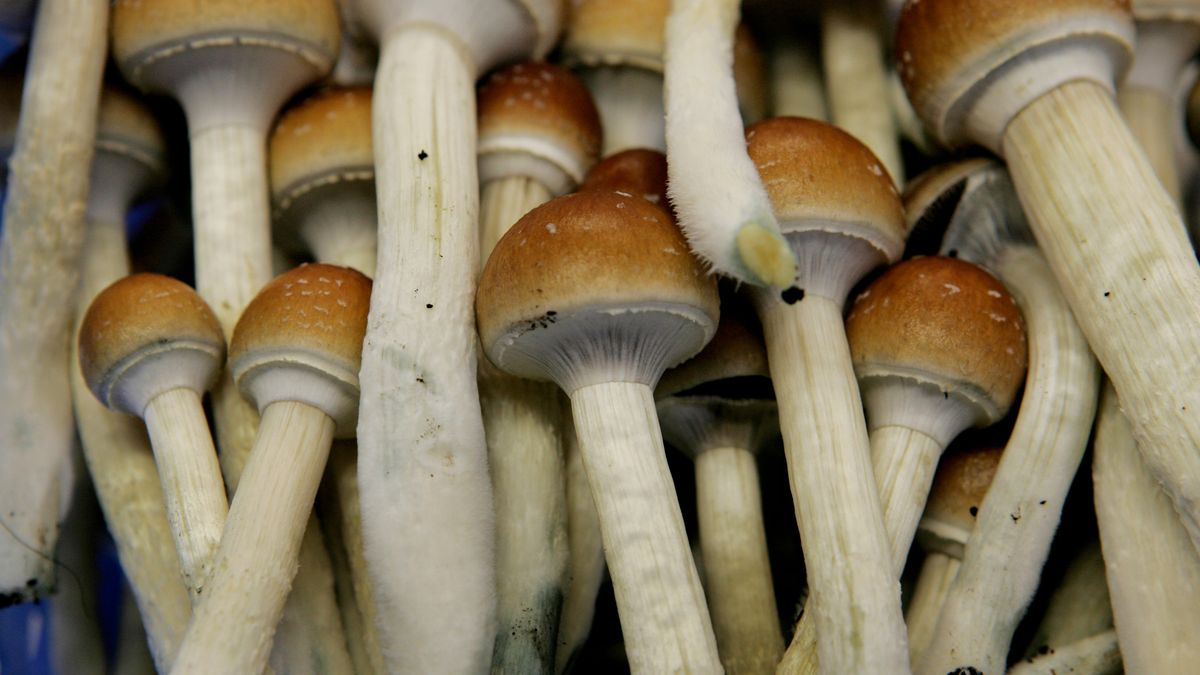 Magic Mushrooms Kaufen für spirituelle Entdeckungen: Wie DMT-Trip Ihnen hilft, hochwertige Pilze in einem sicheren und legalen Rahmen zu erhalten