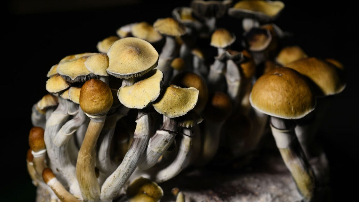 Magic Mushrooms Kaufen für spirituelle Entdeckungen: Wie DMT-Trip Ihnen hilft, hochwertige Pilze in einem sicheren und legalen Rahmen zu erhalten