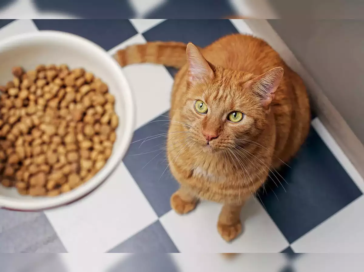 Katzenfutter für anspruchsvolle Fellnasen: Das Beste aus Catfood