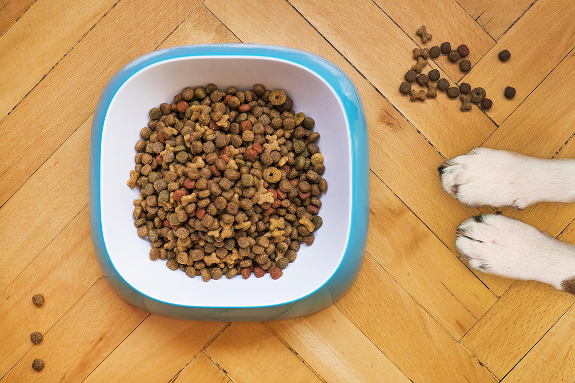 Gesundes Hundefutter: Einfache Zubereitungen für deine Lieblinge