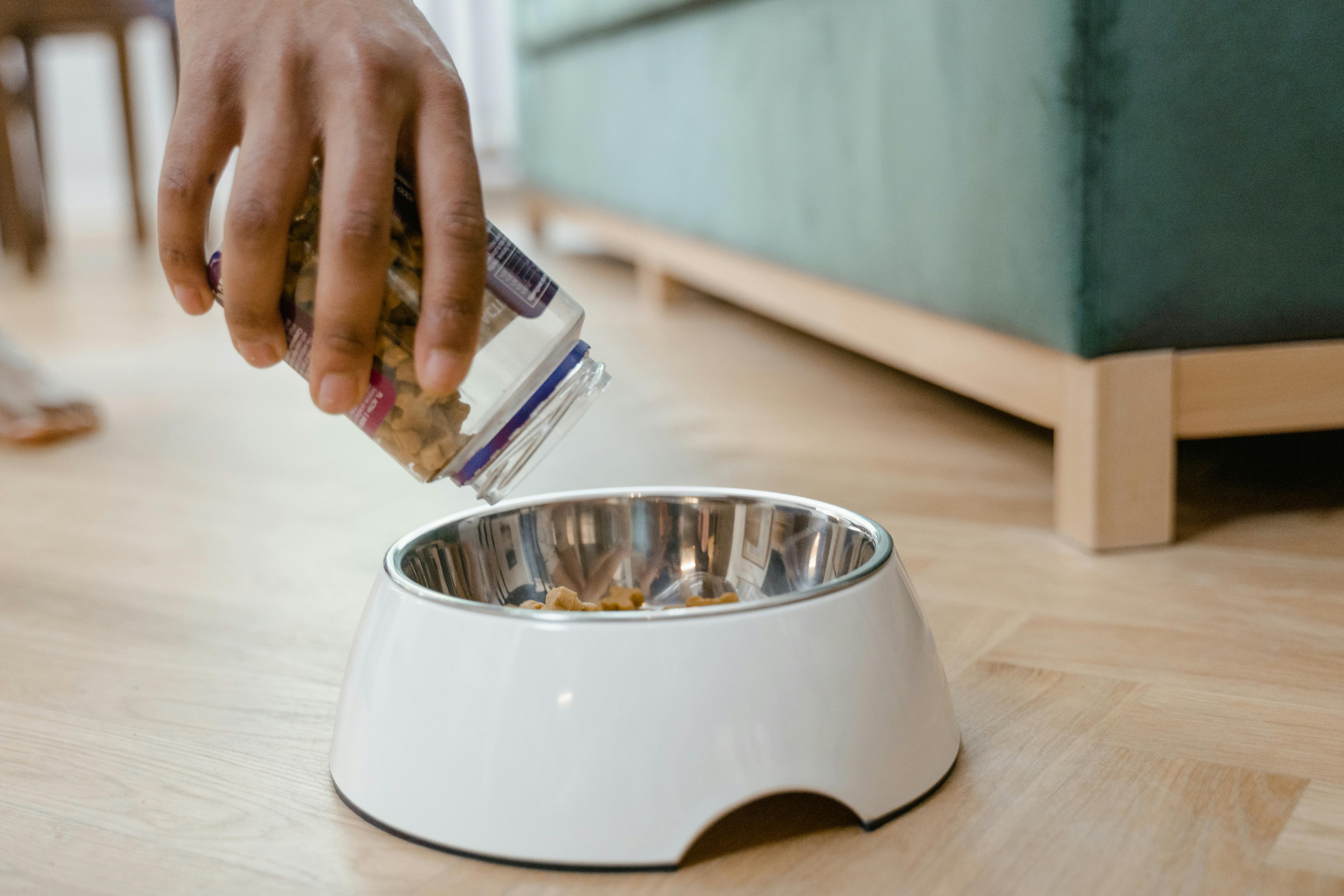 Are the Ollie Dog Food Complaints Legit? A Full Breakdown