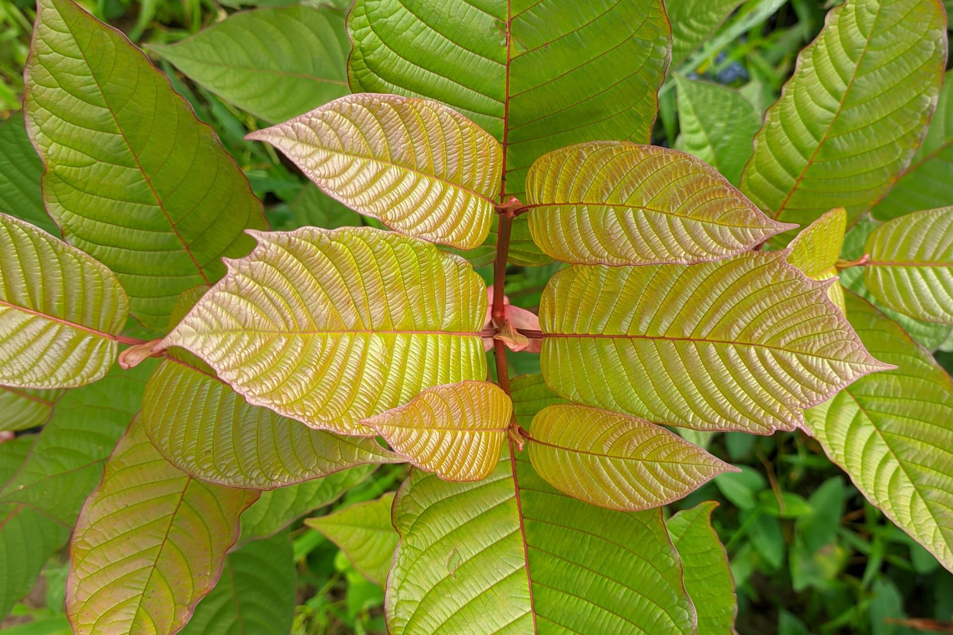 Willkommen bei Ihrem Kratom-Spezialisten! Kaufen oder bestellen Sie hochwertiges Kratom in Deutschland und Österreich in unserem erstklassigen Online-Shop