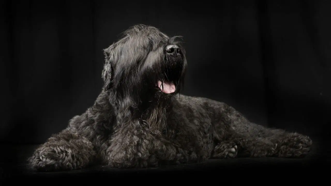 Erziehung des Schwarzer Russischer Terriers: Was Sie wissen müssen